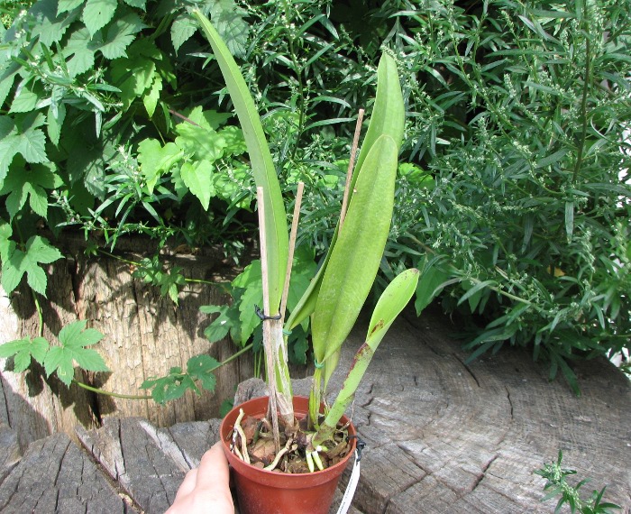Cattleya mendelii semi-alba 'Carlos Arango' x self.JPG