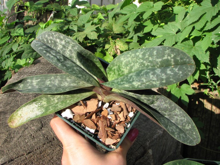 Paphiopedilum bellatulum.JPG