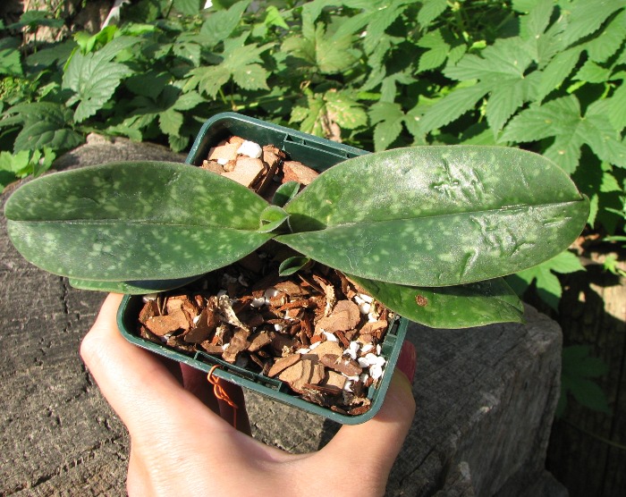 Paphiopedilum bellatulum.JPG