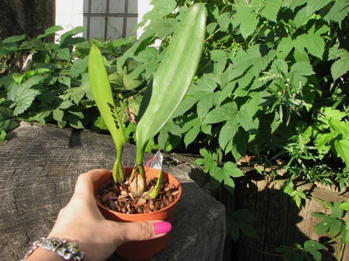 Bulbophyllum medusae.JPG