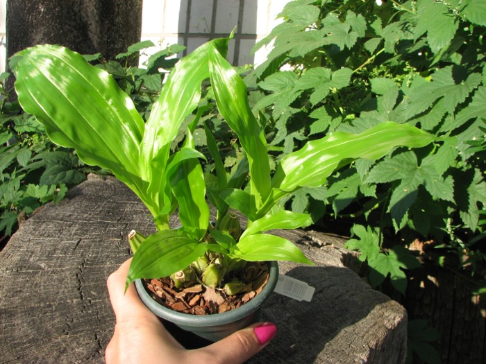 Gongora odoratissima.JPG