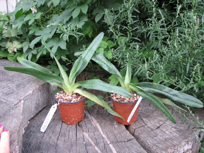 Paphiopedilum rothschildianum 'JS' x bellatulum.JPG