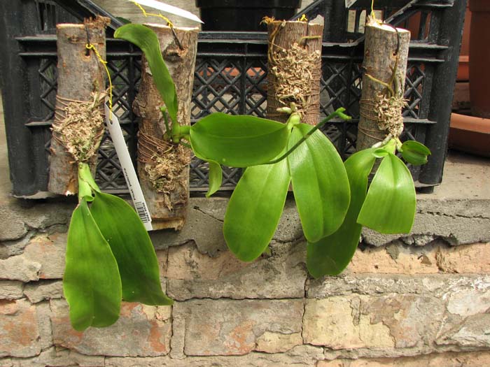 Phalaenopsis pulchra.jpg