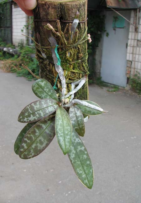 Phalaenopsis schilleriana.jpg
