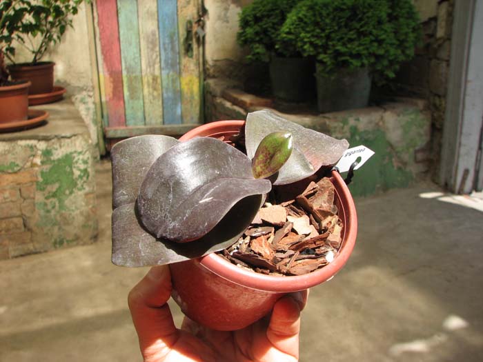 Phalaenopsis Penang x Phalaenopsis gigantea.jpg
