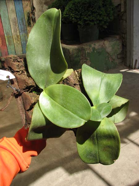 Phalaenopsis Ohl Flame 'Yung Ho' (Princess Kaulani x gigantea).jpg