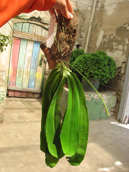 Phalaenopsis lueddemanniana.jpg