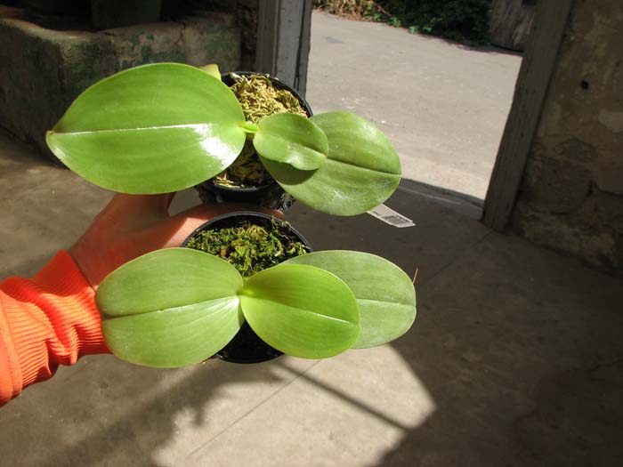 Phalaenopsis KS Happy Eagle.jpg