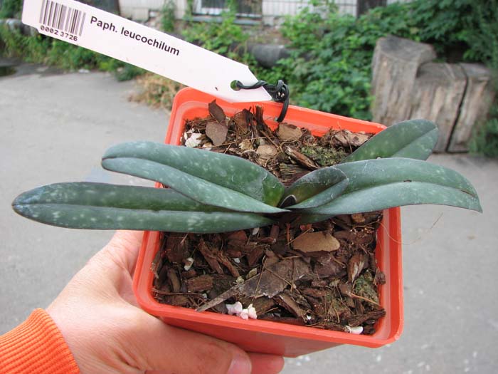 Paphiopedilum leucochilum.jpg
