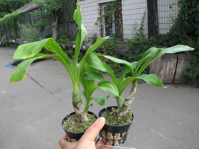 Catasetum pileatum 'Oro Verde'.jpg