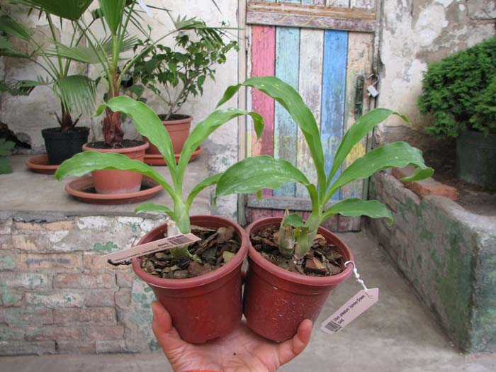 Catasetum pileatum 'Jumbo Green Gold.jpg