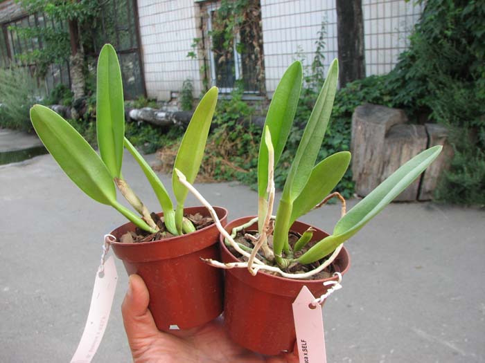 Rhyncholaelia glauca.jpg