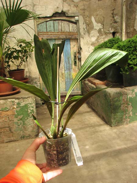 Sievekingia reichenbachiana.jpg