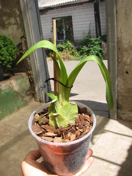 Rhynchostele aptera.jpg