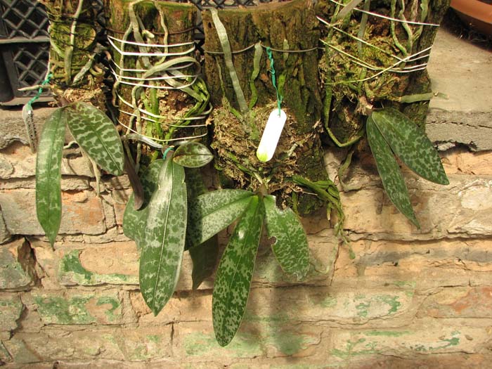 Phalaenopsis schilleriana.jpg