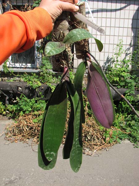 Phalaenopsis schilleriana.jpg