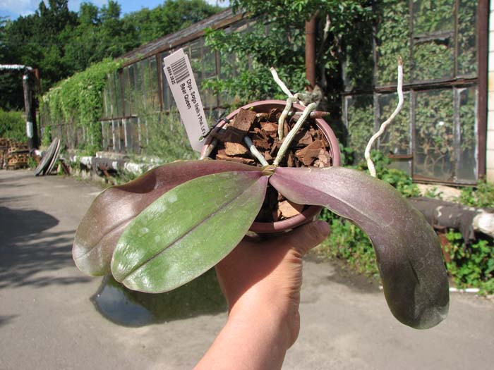 Doritaenopsis Sogo Meili x Phalaenopsis Ld's Bear Queen.jpg