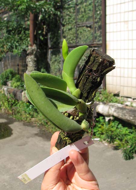 Laelia sincorana XXXX x Laelia sincorana coerulea.jpg