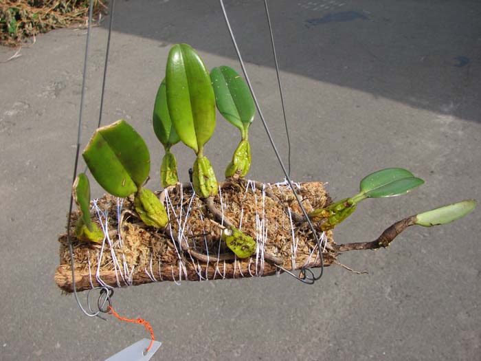Bulbophyllum maxillare.jpg