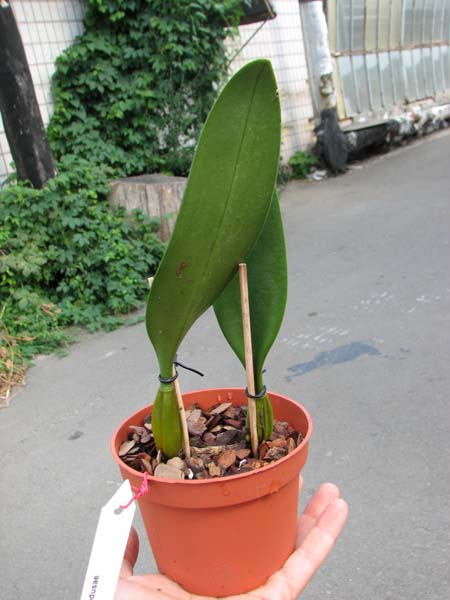 Bulbophyllum medusae.jpg