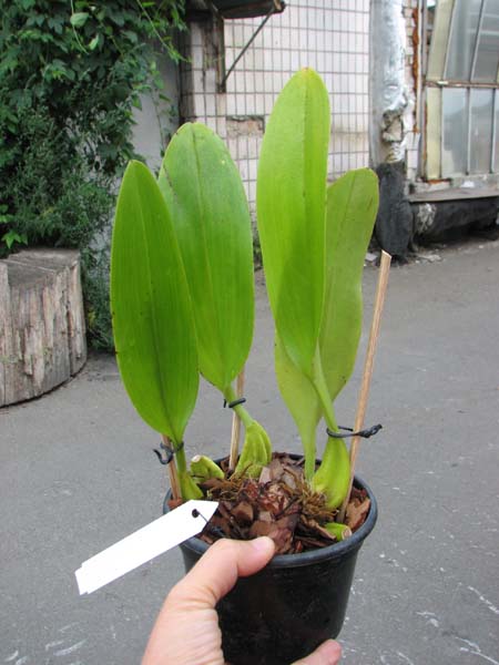 Bulbophyllum lobbii.jpg