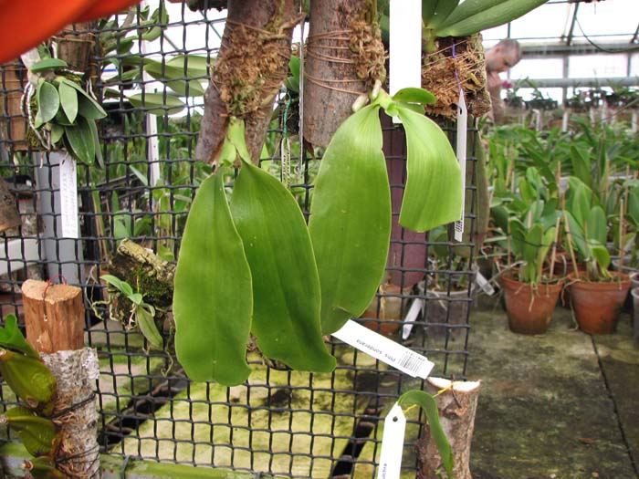Phalaenopsis pulchra.jpg