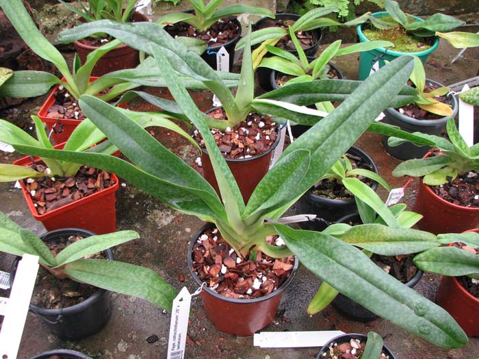Paphiopedilum rothschildianum 'JS' x bellatulum.jpg