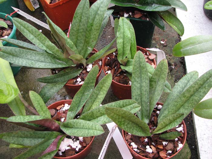 Paphiopedilum bellatulum x spicerianum.jpg