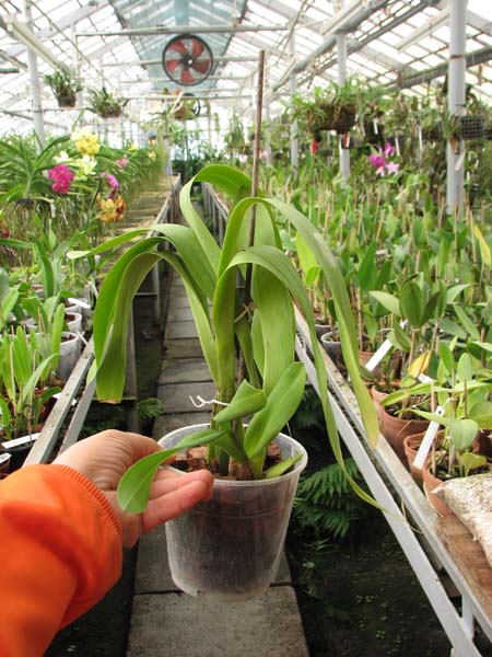 Odontocidium Mayfair 'RCW'.jpg