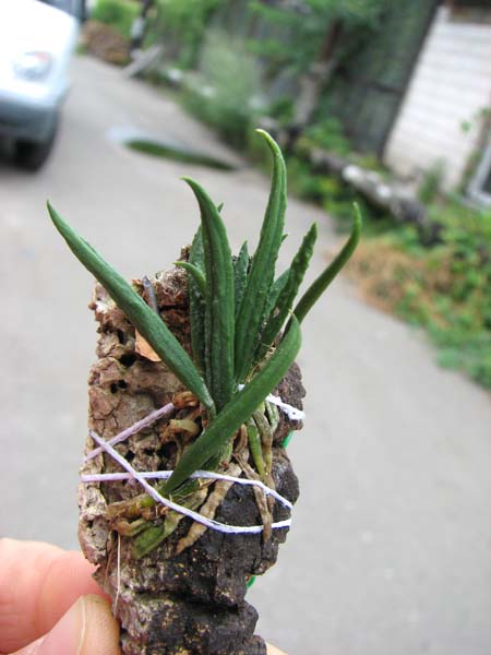 Dendrobium cucumerinum.jpg