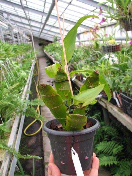 Dendrobium platycaulon.jpg