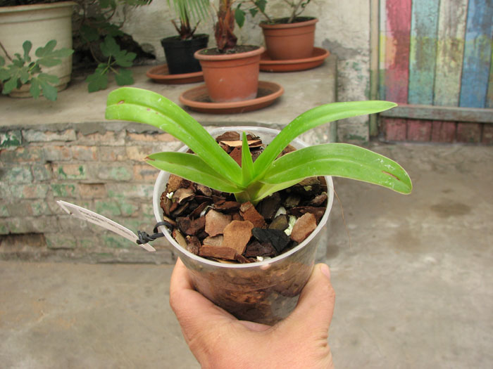 Phragmipedium Andean Tears (wallisii x kovachii).jpg