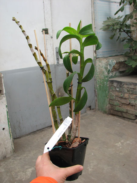 Dendrobium Tengkwei.jpg