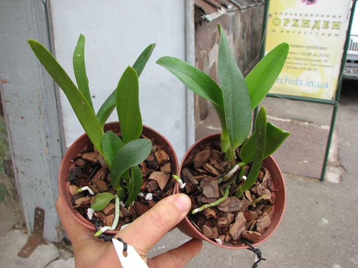 Brassolaeliocattleya Chief Canyon 'Double Bubble'.jpg