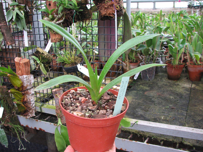 Phragmipedium popowii.JPG