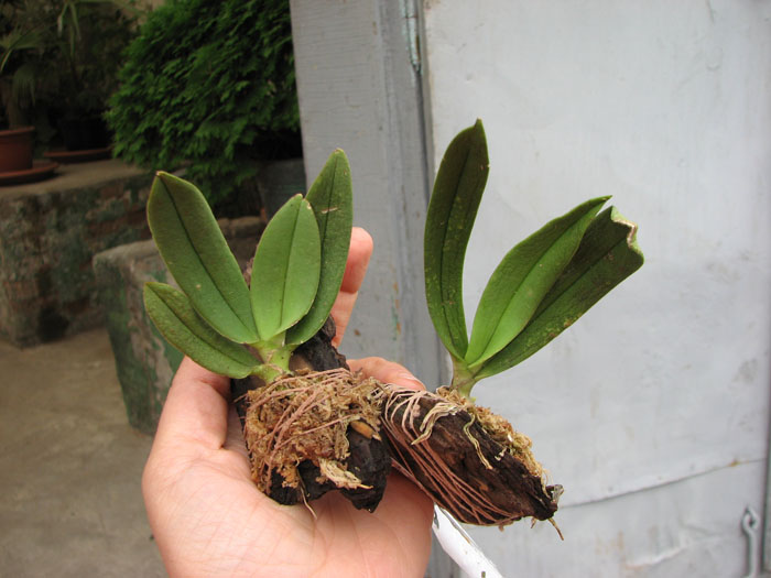 Amesiella philippinensis.jpg