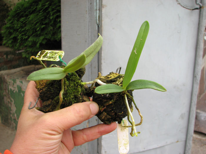Amesiella minor.jpg