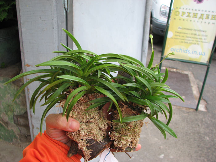Neofinetia falcata.jpg