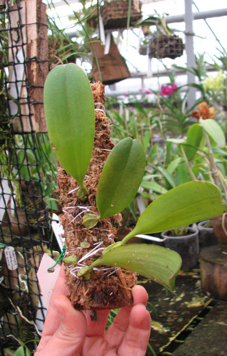 Cirrhopetalum cumingii.jpg