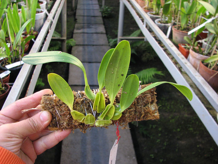 Bulbophyllum biflorum.jpg