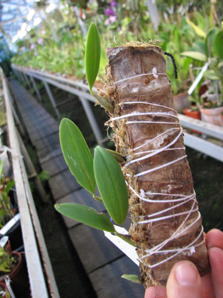 Bulbophyllum pardalotum.jpg