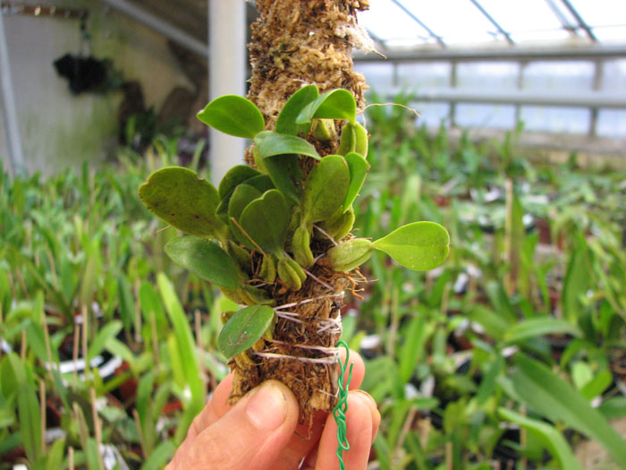 Bulbophyllum maquilingense.jpg