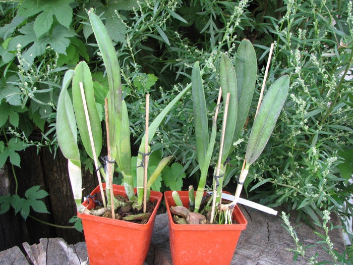 Rhyncholaelia digbyana.JPG