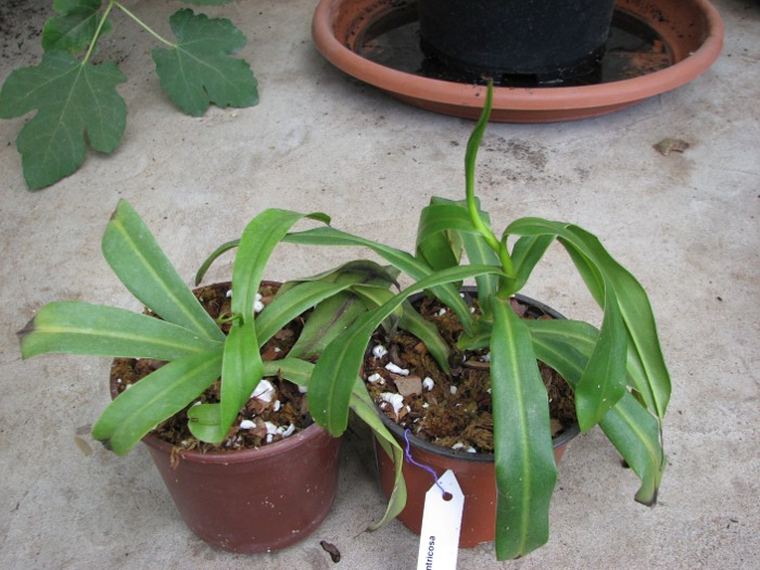Nepenthes ventricosa.JPG
