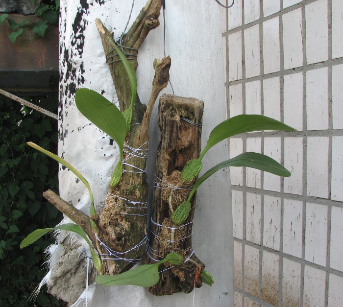 Bulbophyllum macranthum.JPG