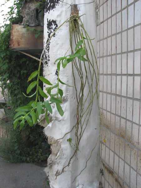 Dendrobium anosmum.JPG