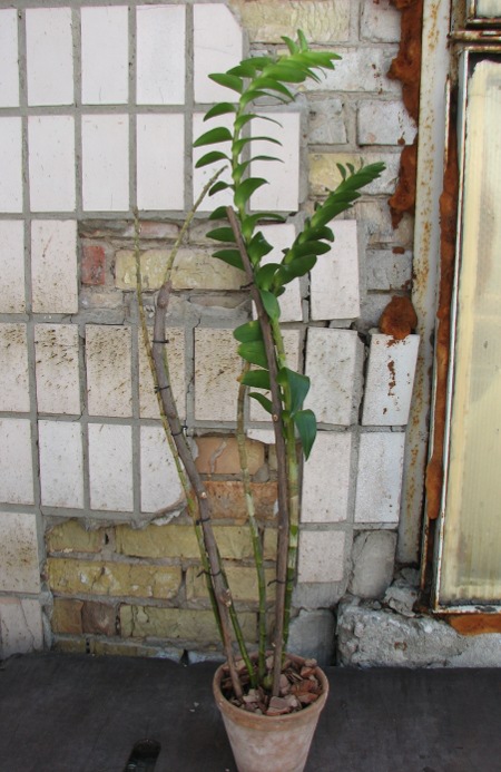 Dendrobium sanderae var. major.JPG