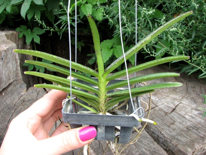 Ascocentrum miniatum.JPG