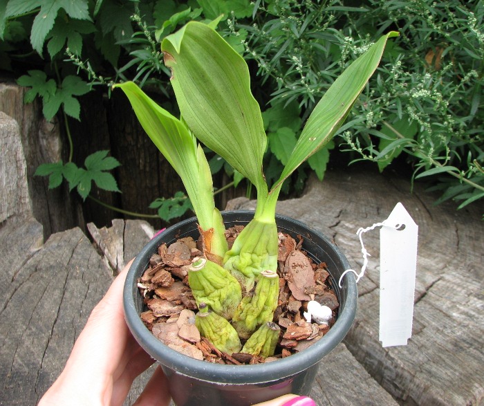 Coelogyne chloroptera.JPG