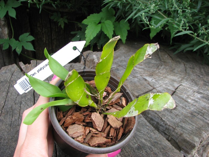 Dendrobium platycaulon.JPG